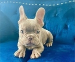 Small #2 French Bulldog