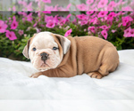 Puppy Frankie Victorian Bulldog