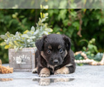 Small #2 Miniature Australian Shepherd