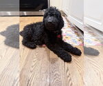 Small #2 Labrador Retriever Mix