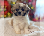 Small #3 Shih Tzu