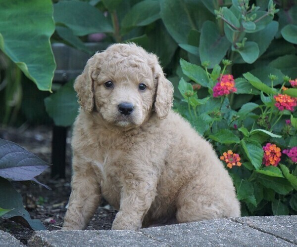 Medium Photo #4 Goldendoodle-Poodle (Miniature) Mix Puppy For Sale in FREDERICKSBG, OH, USA