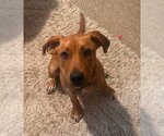Small #2 Labrador Retriever Mix