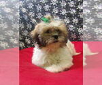 Small #1 Zuchon