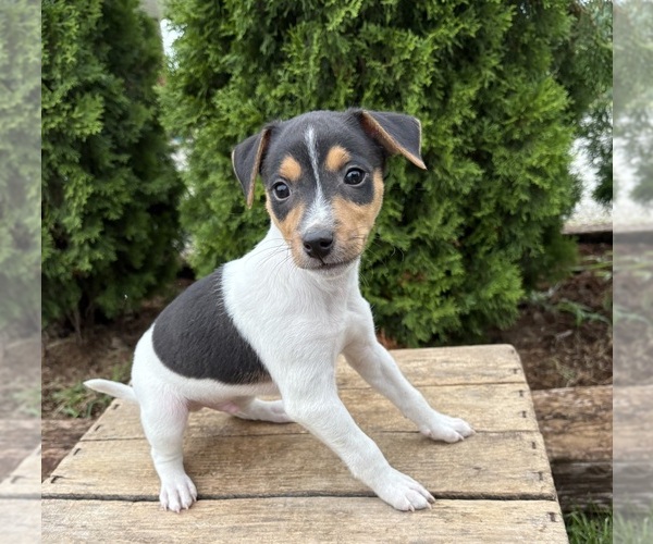 Medium Photo #4 Jack-Rat Terrier Puppy For Sale in MIDDLEBURY, IN, USA
