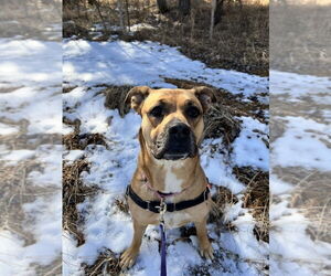 Mutt Dogs for adoption in Bemidji, MN, USA