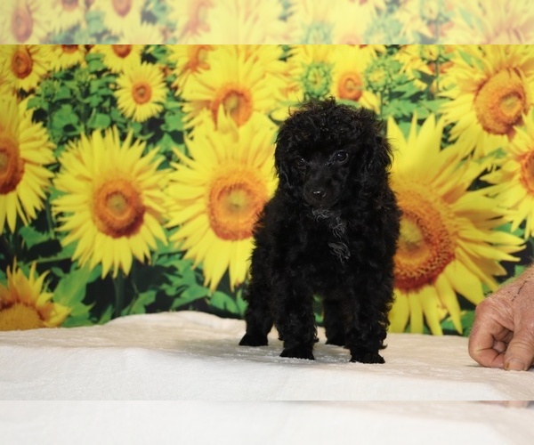 Medium Photo #27 Poodle (Toy) Puppy For Sale in DYERSBURG, TN, USA