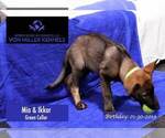 Small Photo #4 German Shepherd Dog Puppy For Sale in MUNDELEIN, IL, USA