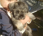 Puppy 4 Affenpinscher-Miniature Schnauzer Mix