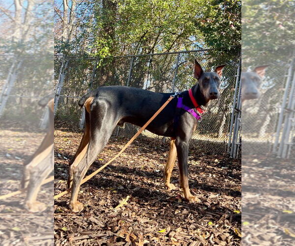 Medium Photo #2 Doberman Pinscher Puppy For Sale in Lawrenceville, NJ, USA