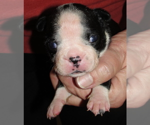 Boerboel Puppy for sale in CRKD RVR RNCH, OR, USA