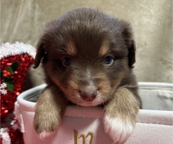 Medium Photo #3 Miniature Australian Shepherd Puppy For Sale in SANDWICH, MA, USA