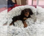 Small Photo #8 Cavalier King Charles Spaniel Puppy For Sale in AURORA, CO, USA