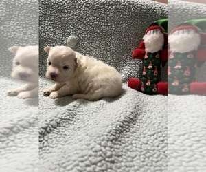 Maltese-Poodle (Toy) Mix Puppy for sale in BENSON, NC, USA