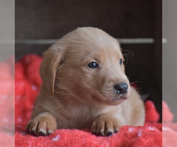 Medium Photo #2 Goldendoodle-Labrador Retriever Mix Puppy For Sale in PARADISE, PA, USA