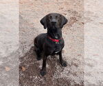 Small #3 Labrador Retriever Mix