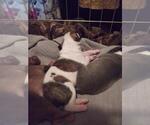 Puppy 6 Bullypit-Vizsla Mix