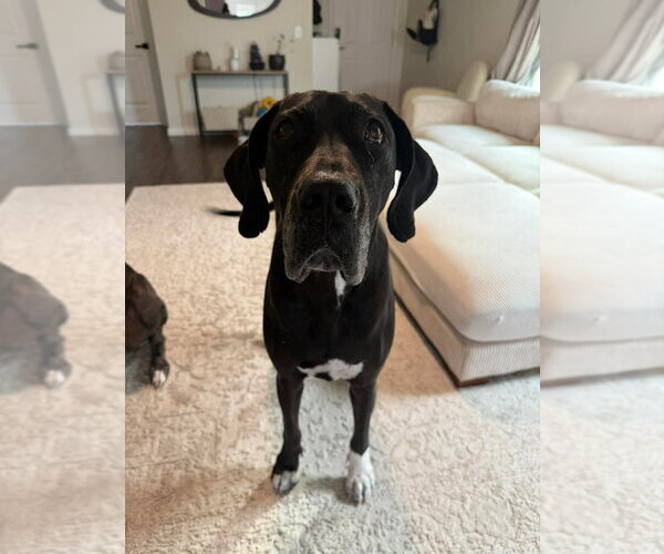 Medium Photo #3 Great Dane-Labrador Retriever Mix Puppy For Sale in Bullard, TX, USA