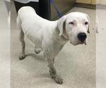 Small Dogo Argentino Mix