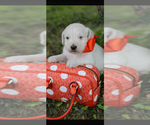 Small #4 English Cream Golden Retriever-Poodle (Standard) Mix