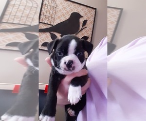 Boston Terrier Puppy for sale in E BRIDGEWATER, MA, USA
