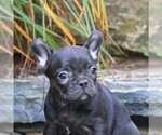 Small Photo #3 French Bulldog Puppy For Sale in LEBANON, PA, USA
