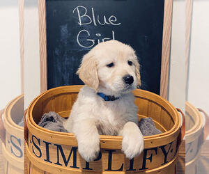 Golden Retriever Puppy for sale in EAST LONGMEADOW, MA, USA