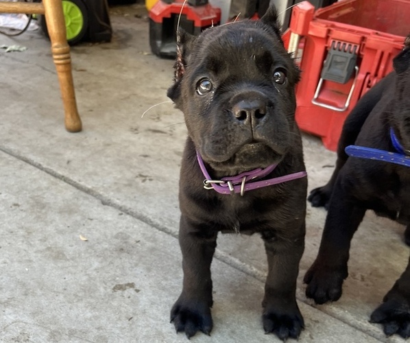 Medium Photo #7 Cane Corso Puppy For Sale in SYLMAR, CA, USA
