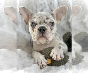 French Bulldog Puppy for sale in COLORADO SPRINGS, CO, USA