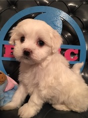 Maltese Puppy for sale in RACCOON, KY, USA