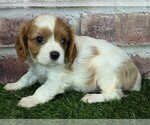 Small #8 Cavalier King Charles Spaniel