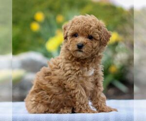 Bichpoo Puppy for sale in GORDONVILLE, PA, USA