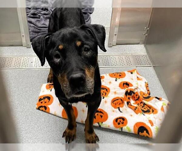 Medium Photo #1 Rottweiler Puppy For Sale in Orange, CA, USA