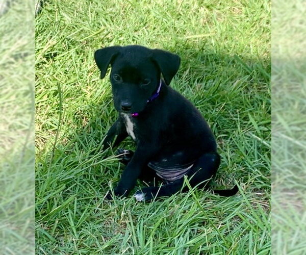 Medium Photo #1 Labrador Retriever-Unknown Mix Puppy For Sale in The Woodlands, TX, USA