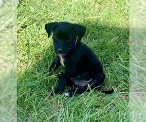Labrador Retriever-Unknown Mix Dogs for adoption in The Woodlands, TX, USA