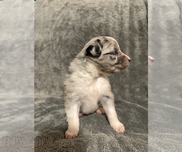 Medium Photo #4 Australian Shepherd Puppy For Sale in MIDLAND, GA, USA