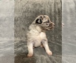 Small Photo #4 Australian Shepherd Puppy For Sale in MIDLAND, GA, USA
