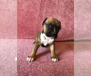 American Staffordshire Terrier Puppy for sale in SAN DIEGO, CA, USA