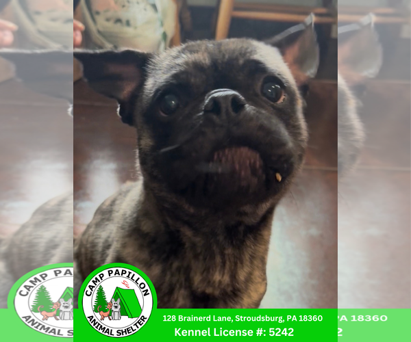 Medium Photo #1 Frenchie Pug Puppy For Sale in Stroudsburg, PA, USA