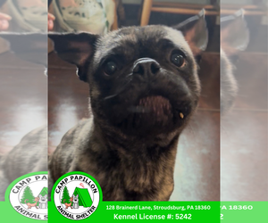 Frenchie Pug Dogs for adoption in Stroudsburg, PA, USA