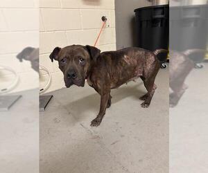 American Pit Bull Terrier-Unknown Mix Dogs for adoption in Sanford, FL, USA