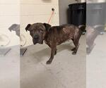 Small American Pit Bull Terrier Mix