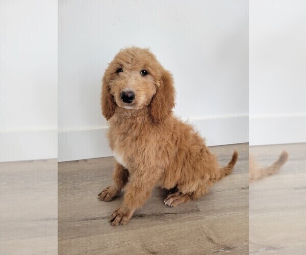 Medium Photo #7 Doodle-Poodle (Standard) Mix Puppy For Sale in NAMPA, ID, USA