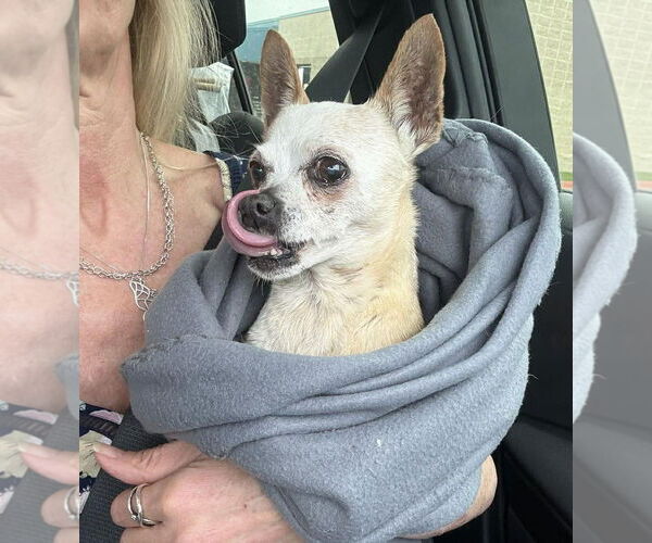 Medium Photo #5 Chihuahua Puppy For Sale in Boonton, NJ, USA