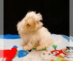 Sandra - Female Maltipoo (Miniature) Puppy for Sale - Photo #5