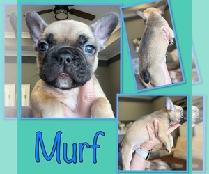 French Bulldog Puppy for sale in JONESBORO, AR, USA