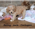 Small #1 Cock-A-Poo
