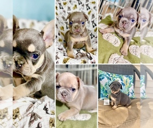 French Bulldog Puppy for sale in BRONX, NY, USA