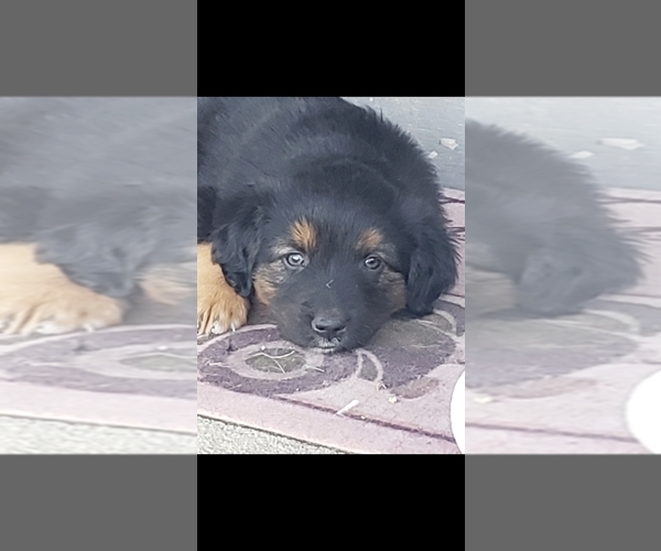 Medium Photo #2 Australian Retriever Puppy For Sale in CAMDEN, OH, USA