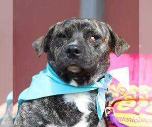 Pembroke Welsh Corgi-Unknown Mix Dogs for adoption in San Antonio, TX, USA